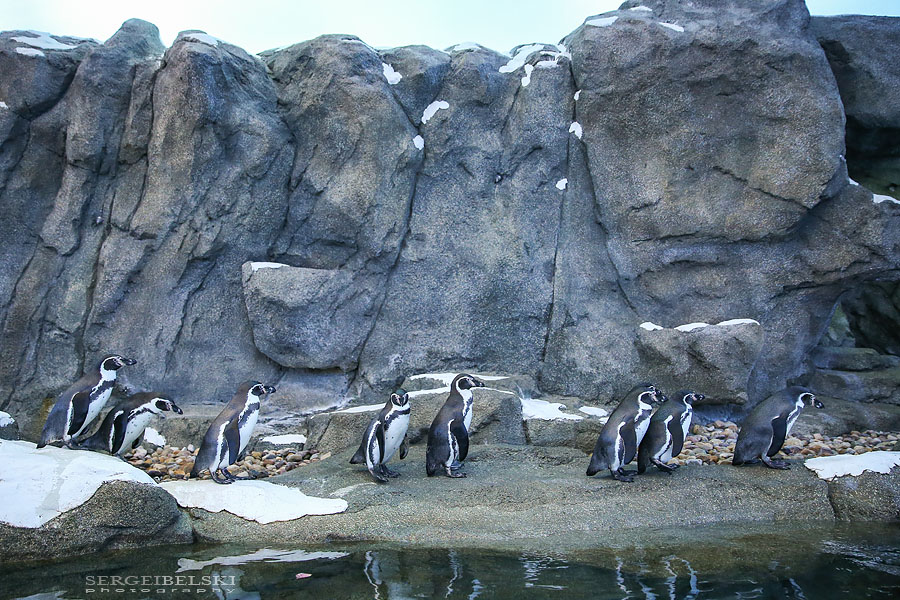 family calgary zoo photographer sergei belski photo