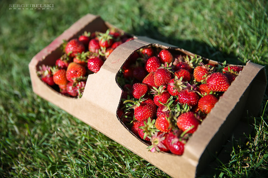 strawberries with oliver sergei belski photo