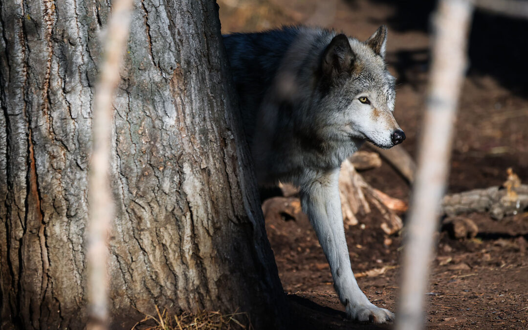 WILDER INSTITUTE / CALGARY ZOO | ANIMALS