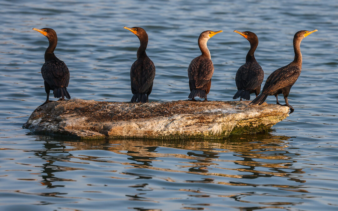 WILDLIFE PHOTOGRAPHY | AIRDRIE, AB
