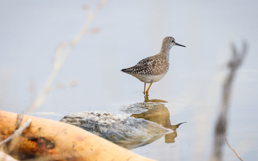 WILDLIFE PHOTOGRAPHY | ELK ISLAND NATIONAL PARK, AB