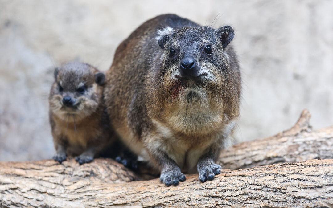 WILDER INSTITUTE / CALGARY ZOO | ANIMALS