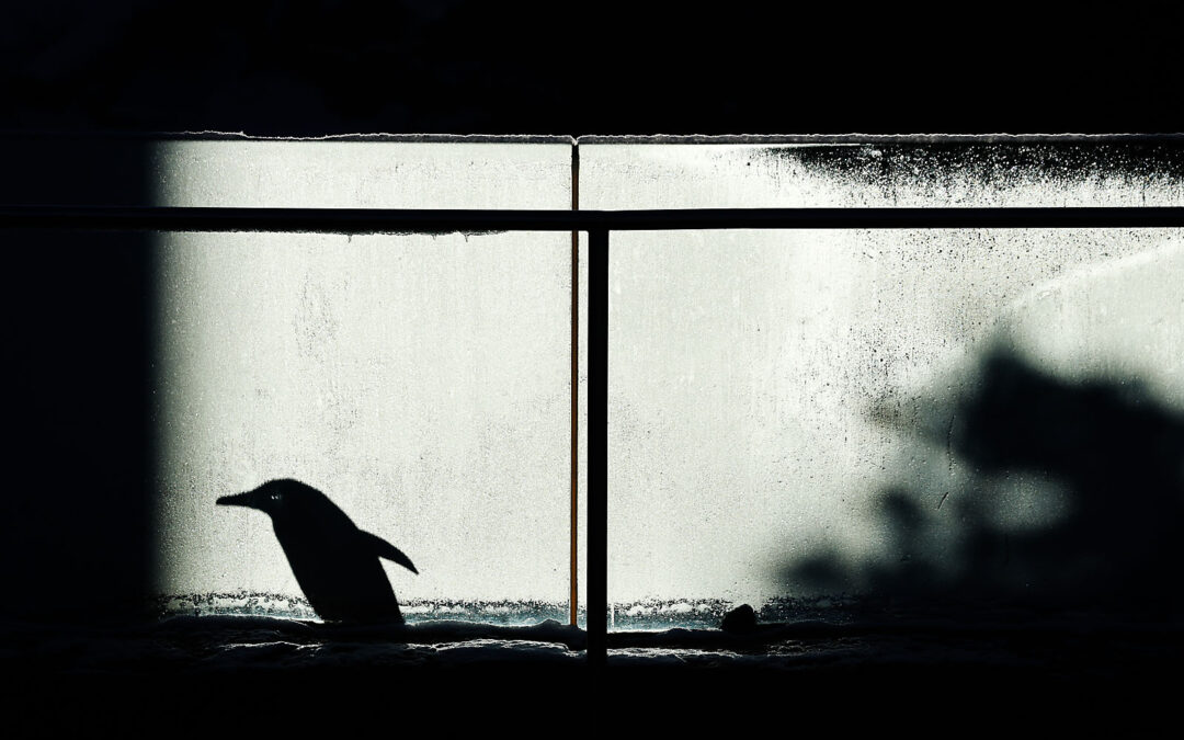 WILDER INSTITUTE / CALGARY ZOO | ANIMALS