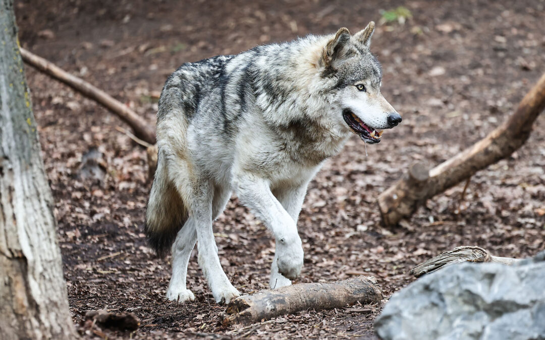 WILDER INSTITUTE / CALGARY ZOO | ANIMALS