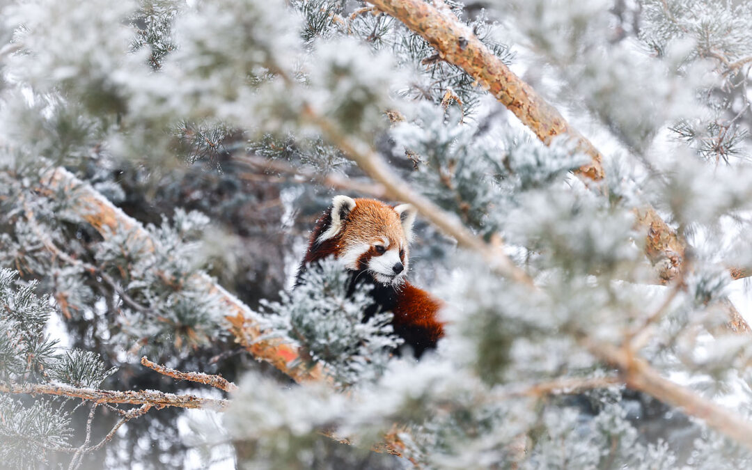 WILDER INSTITUTE / CALGARY ZOO | ANIMALS