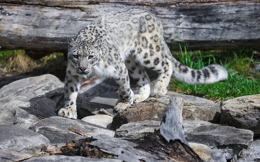 WILDER INSTITUTE / CALGARY ZOO | ANIMALS