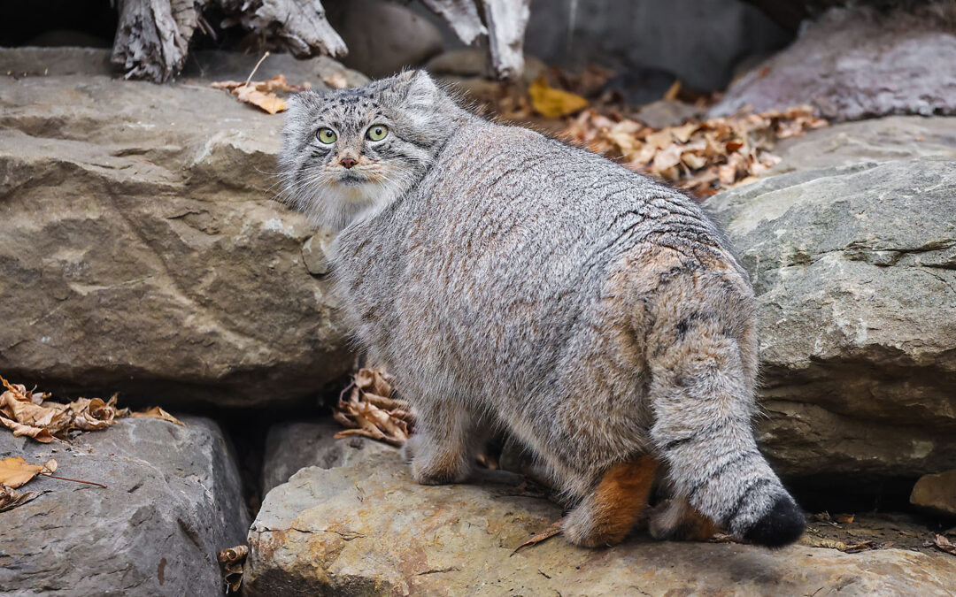 WILDER INSTITUTE / CALGARY ZOO | ANIMALS