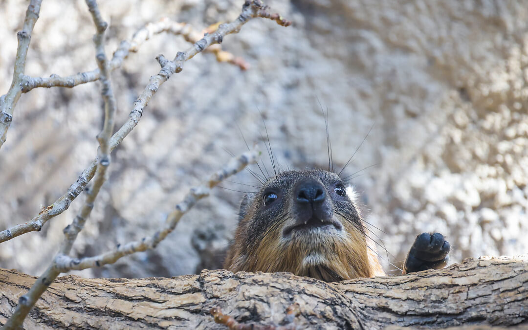 WILDER INSTITUTE / CALGARY ZOO | ANIMALS