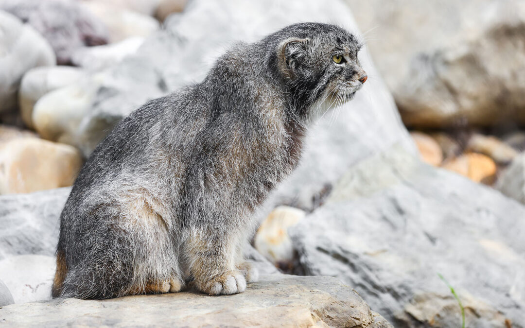 WILDER INSTITUTE / CALGARY ZOO | ANIMALS