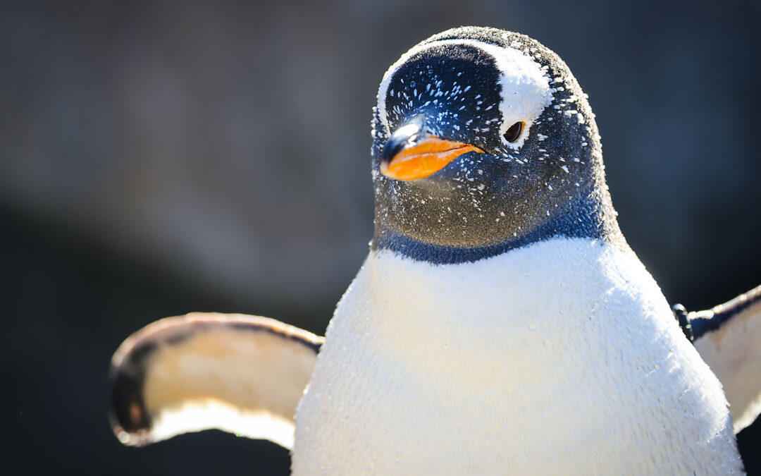 WILDER INSTITUTE / CALGARY ZOO | ANIMALS
