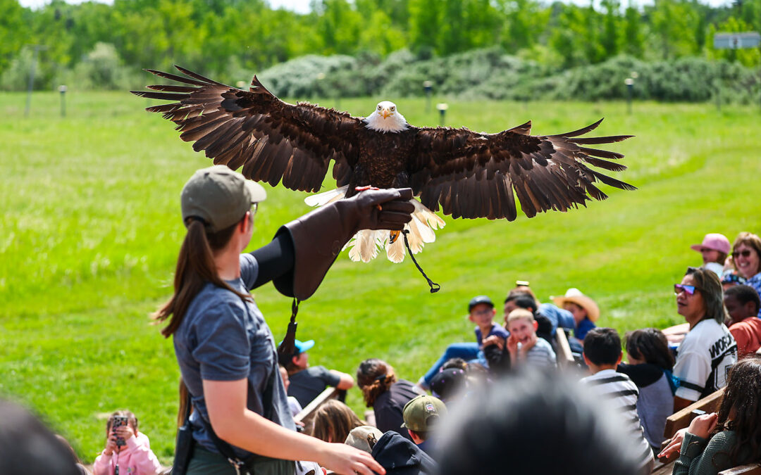 ALBERTA BIRDS OF PREY NATURE CENTRE EVENT FOR FORTIS ALBERTA