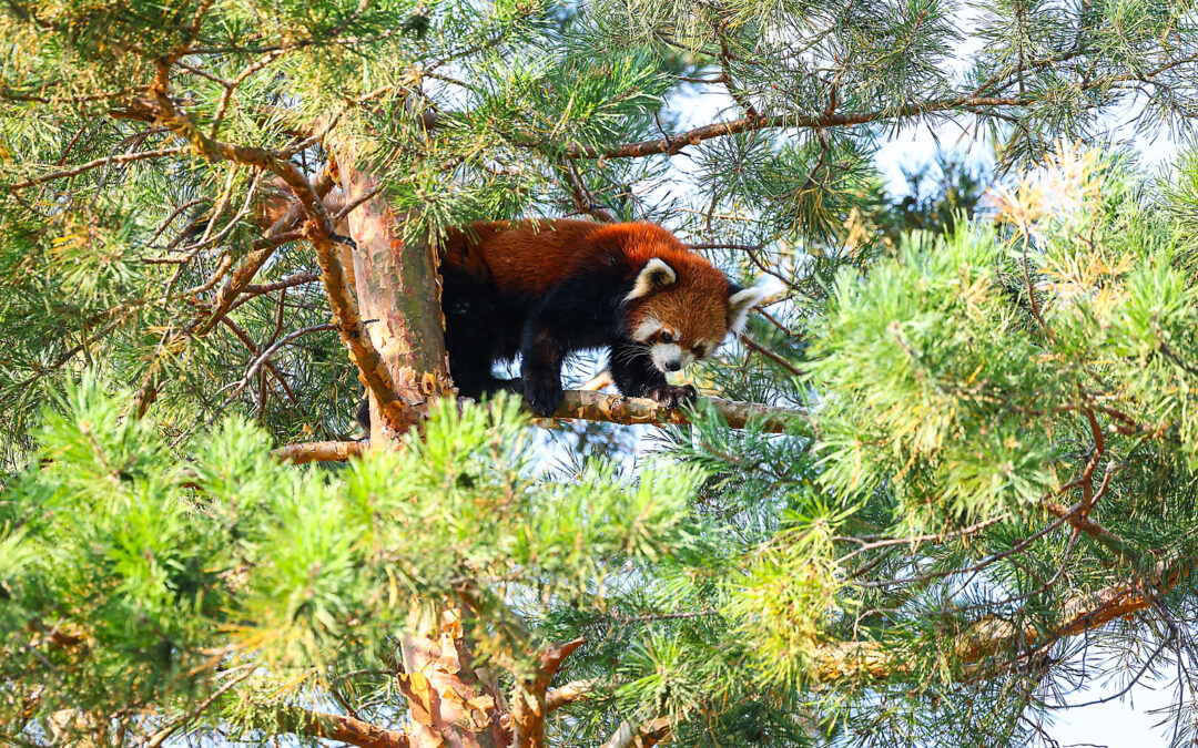 WILDER INSTITUTE / CALGARY ZOO | ANIMALS