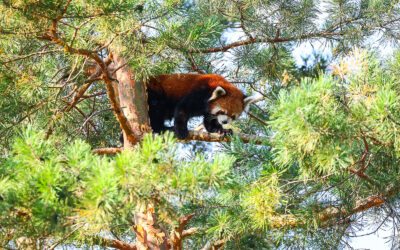 WILDER INSTITUTE / CALGARY ZOO | ANIMALS