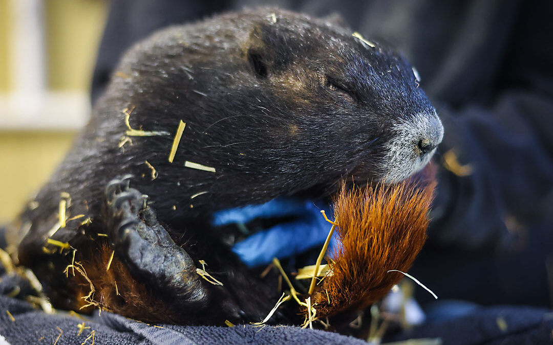 WILDER INSTITUTE / CALGARY ZOO | HIBERNATING MARMOTS